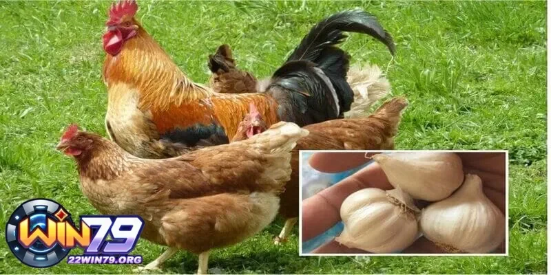 Các biện pháp phòng ngừa gà đá ăn không tiêu trị thuốc gì