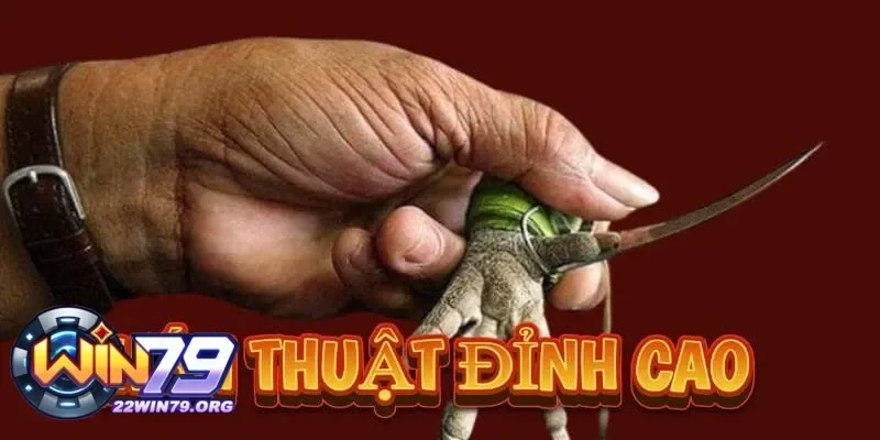 Lý do đá gà cựa sắt là trò chơi giải trí hấp dẫn nhất hiện nay