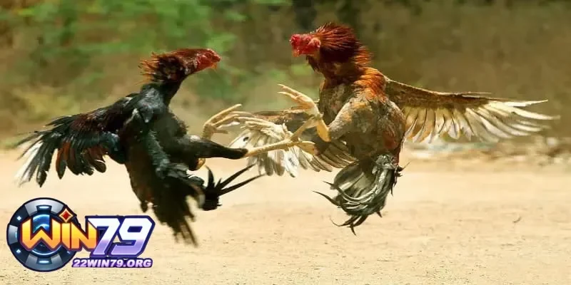 Những chiến lược cược thông minh khi tham gia đá gà cựa sắt