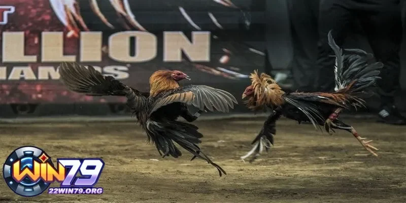 Những kỹ thuật huấn luyện gà chiến tại đá gà Philippines