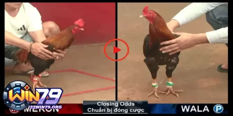 Sự gắn kết và cộng đồng đam mê đá gà trực tiếp