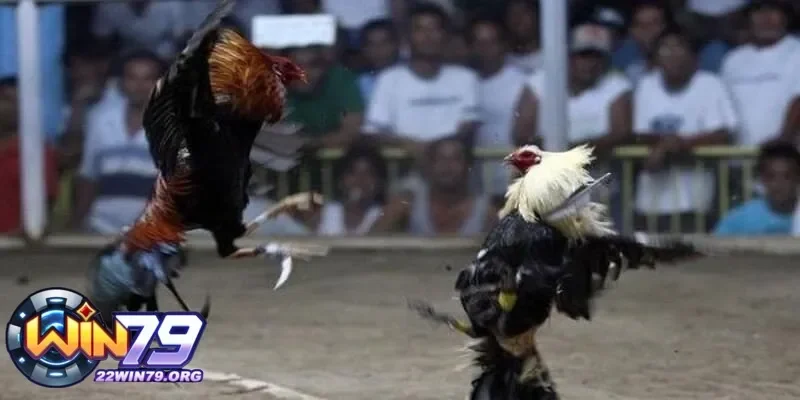 Tại sao đá gà Thomo được yêu thích bởi các dân chơi chuyên nghiệp