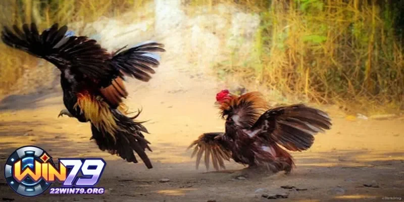 Tham gia các giải đấu xem đá gà trực tiếp tại các trường gà